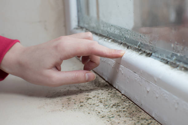 Best Crawl Space Mold Remediation  in Centennial Park, AZ