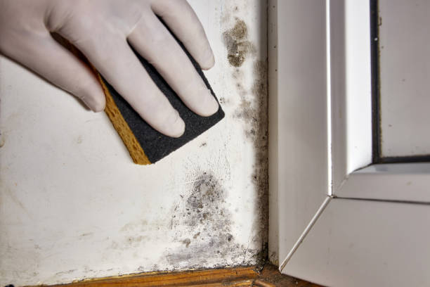 Best Emergency Mold Remediation  in Centennial Park, AZ